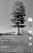 加装防护桶的罗汉松被吹倒系AI伪造 树木状态良好未倒塌