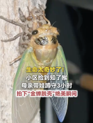 母亲带娃守3小时拍下金蝉脱壳 生命教育的珍贵瞬间