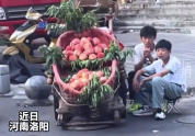 男子记录初中儿子和侄子的卖桃日常：两个i人的暑假实践课