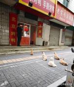投喂流浪狗15年烤鸭店婉拒网购订单 温柔秩序感动人心