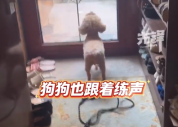 ​女子回应7年唱歌没火狗却火了 网友：要不都说学习氛围重要呢