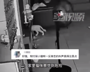 女子刷手机忘关火 猫咪来回跑提醒急得要说话