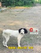 双马尾丑狗火出圈 颜值倒数第一引发热议