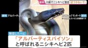 日本两条私人饲养的蟒蛇“出逃” 警方紧急搜寻
