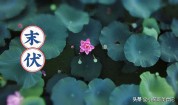 明日末伏，牢记：1不出，2要防，吃3样，4不宜，安稳度伏健康入秋