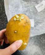 《龙餐馆》土豆芽：从毒到救的反转