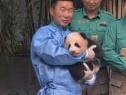 在韩出生的第四只大熊猫宝宝今天一百天啦