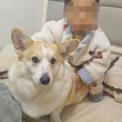 父亲遛狗2岁幼童独留家中坠亡 家庭悲剧敲响安全警钟