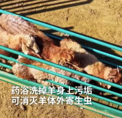 “洗羊羊”来了！新疆阿勒泰34万只羊排队洗香香