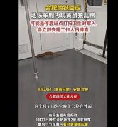 合肥地铁谈车厢现黄鼠狼乱窜 罕见事件已处理