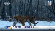 新闻1+1丨人与虎豹，如何共生？