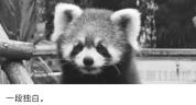 每个人都摸了它们没了温度的手：小熊猫离世引泪目