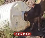 男子进山找菌子意外发现被困黄牛 20公里山路的意外收获