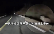 东北虎夜间窜上马路撞上小车 车主：反复查看确认是老虎，车未受损