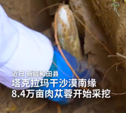 塔克拉玛干沙漠边肉苁蓉开始采挖 8.4万亩沙漠人参成熟了