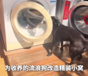 男子用洗衣机给狗改造精装卧室 狗狗：日子怎么会和谁过都一样？