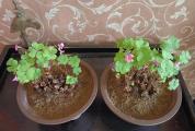 浙江一女子错把野草当花养9年，没想到枝繁叶茂成桩景