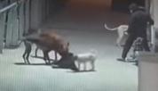 河南男子让烈犬咬死商户家犬 行为动机引争议
