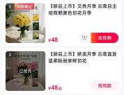 以英雄为名！“文秀”“娇龙”月季上市