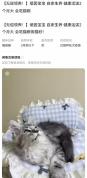 广州多家宠物领养馆推销套路引争议 0元领养竟成“宠物贷”