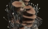 《艾尔登法环》蘑菇套装位置攻略