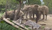 上海动物园游客围观大象打架 属正常领地行为，象群健康无恙