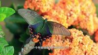 云南将迎1亿只以上蝴蝶大爆发 生态奇迹，季风林中的蜕变盛宴