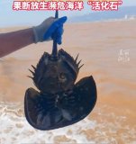 渔民误捕中国鲎后放生：系活化石，古老海洋生物获救