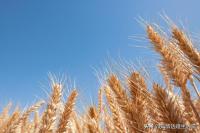 小麦“涨太猛”了！小麦越涨越猛坐火箭起飞了！7月5日小麦报价 多重利好助推上涨！