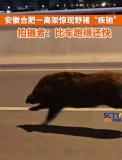 合肥高架桥现野猪与车并驾 城市快节奏的意外访客