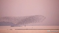 安徽巢湖上空出現(xiàn)“大魚(yú)海棠”景色 壯觀奇景引發(fā)熱議