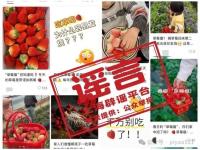 最近有“草莓瘟”不能吃草莓？假 谣言误导公众
