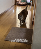女子去邻居家帮忙喂猫 结果猫咪一脸懵
