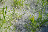 过敏都怪种错了树？砍了它不行吗？ 花粉季的无奈选择