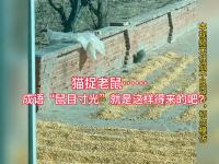 男子拍下猫抓老鼠瞬间 鼠目寸光现形记