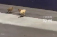 男子称快递转运中心散落上百只小鸡：算正常运损，太多了，根本捡不完
