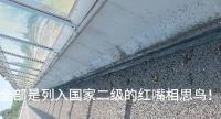 当地谈高速附近出现大量死鸟 红嘴相思鸟撞隔音墙