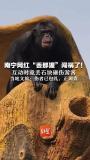 當(dāng)?shù)鼗貞?yīng)丟那猩丟石塊砸游客 游客已無大礙