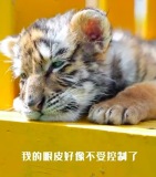 眼皮不受控制,、腦袋停止思考,、口水在往下掉！東北金漸層開啟午睡模式