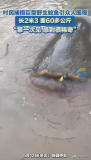 村民捕撈巨型野生鯰魚(yú) 罕見(jiàn)大魚(yú)引圍觀：第一次見(jiàn),，感到很稀奇