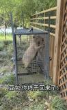 越獄豆包自行回家胖了一斤多 兩個(gè)月后平安歸來