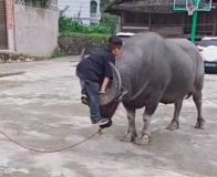 高端操作,！貴州小孩哥爬牛如履平地 穩(wěn)穩(wěn)拿捏家養(yǎng)避水金睛獸