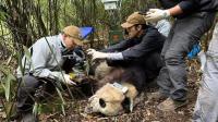 300多只大熊貓掛過他的“專家號”,，這位金牌“野獸醫(yī)”還創(chuàng)造了世界首例