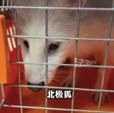 北京街頭驚現(xiàn)白狐警民聯(lián)手救援 送往野生動物保護部門