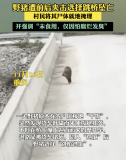 重庆一野猪遭前后夹击选择跳桥坠亡 求生之路被封死