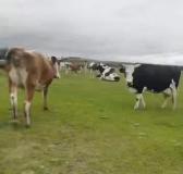 54头牛被偷 偷牛者朋友圈发自拍宣传 熟人作案损失惨重