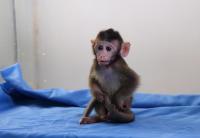 13萬一只！實(shí)驗(yàn)猴價(jià)格暴漲 供需缺口擴(kuò)大