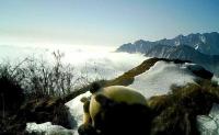四川九顶山连续7年监测到大熊猫 种群繁衍显生机