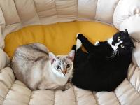 輝瑞戀戰(zhàn)減肥藥 還惦記上你的貓 寵物市場成新戰(zhàn)場