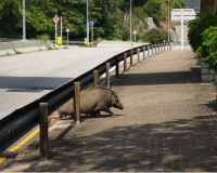 香港再现非洲猪瘟，渔护署已安排禁运销毁